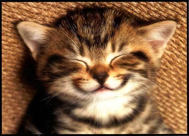 smiling_cat_small1